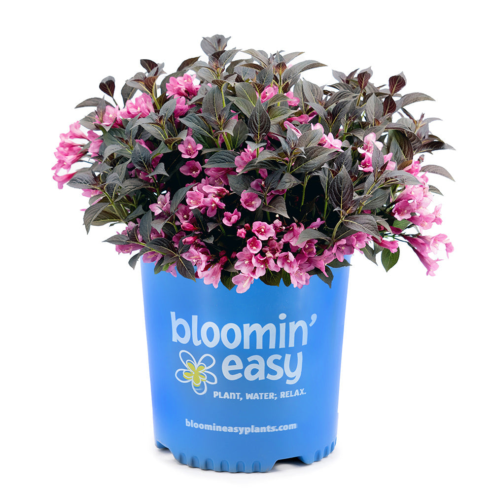 Stunner® Weigela — Bloomin' Easy® | Weigela x 'Spring 2'