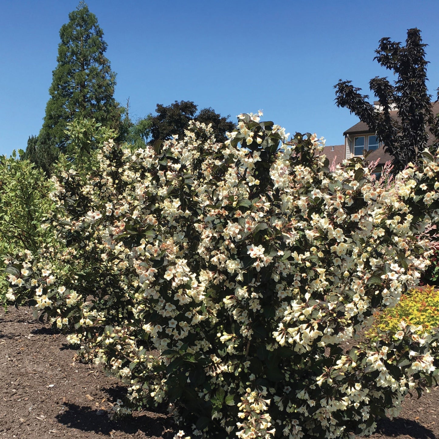 Tuxedo™ Weigela