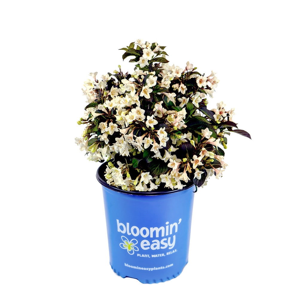 Tuxedo™ Weigela