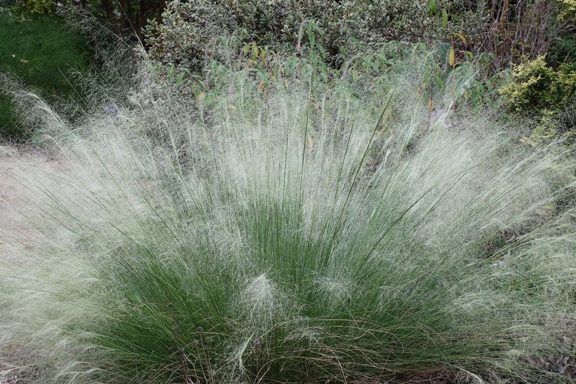 White Cloud Muhly Grass | Mulenbergia capillaris 'White Cloud