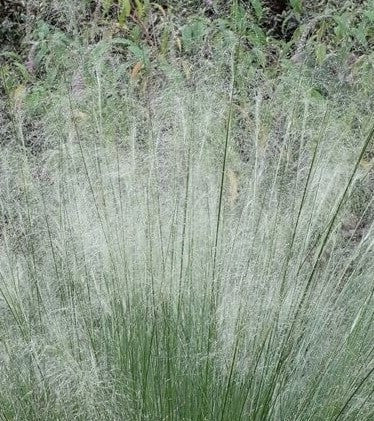 White Cloud Muhly Grass | Mulenbergia capillaris 'White Cloud