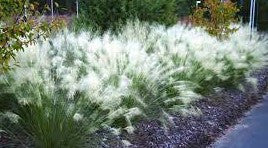 White Cloud Muhly Grass | Mulenbergia capillaris 'White Cloud