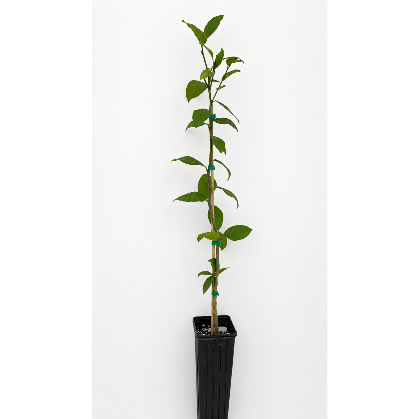 Meyer Lemon Tree