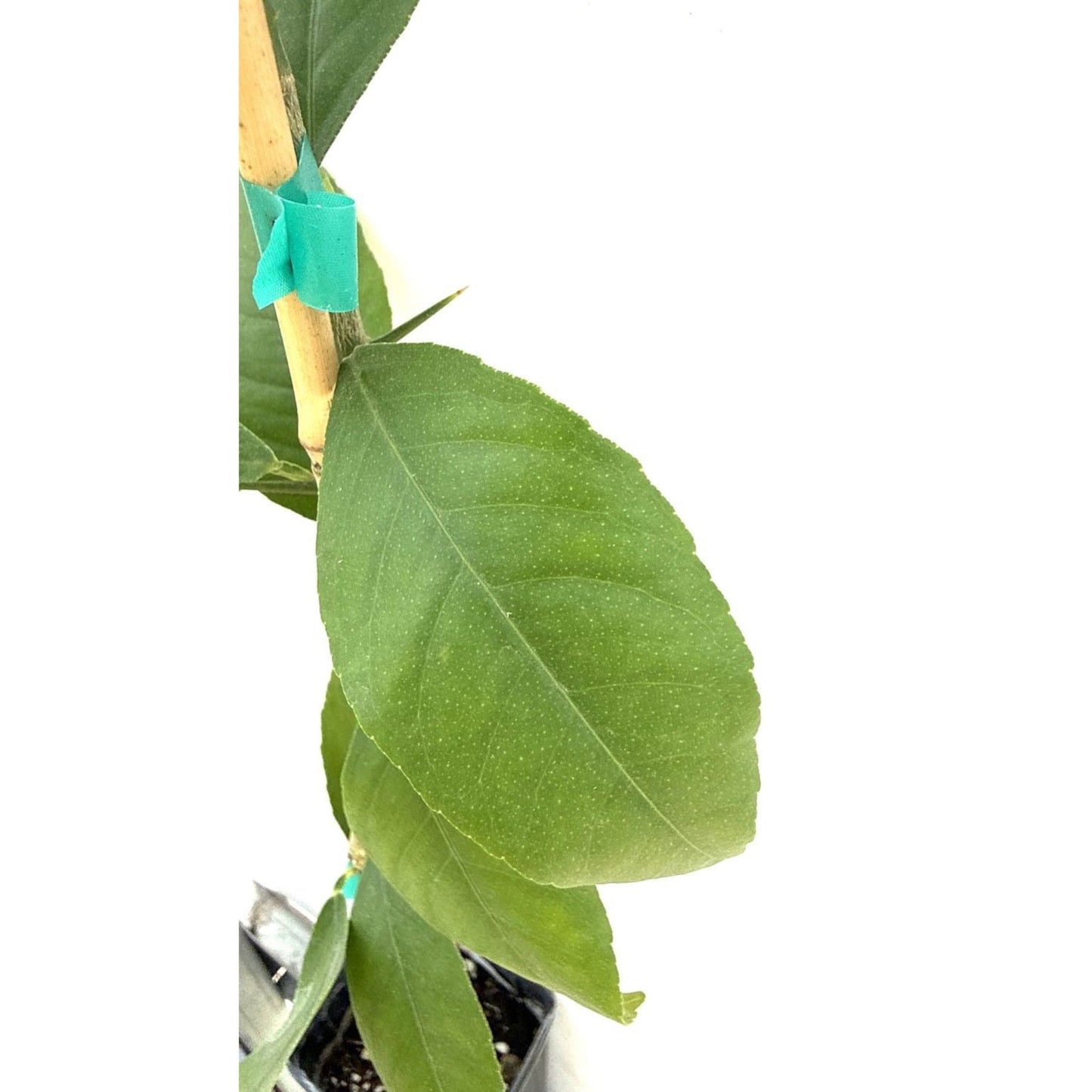Meyer Lemon Tree