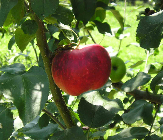 Terry Winter Apple Tree | Malus domestica ' terry winter'