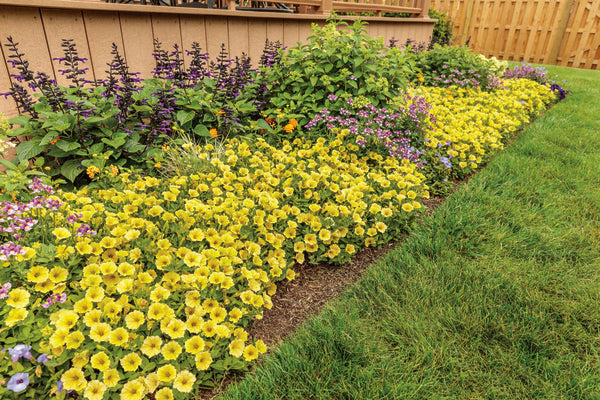 Supertunia Mini Vista® Yellow Petunia