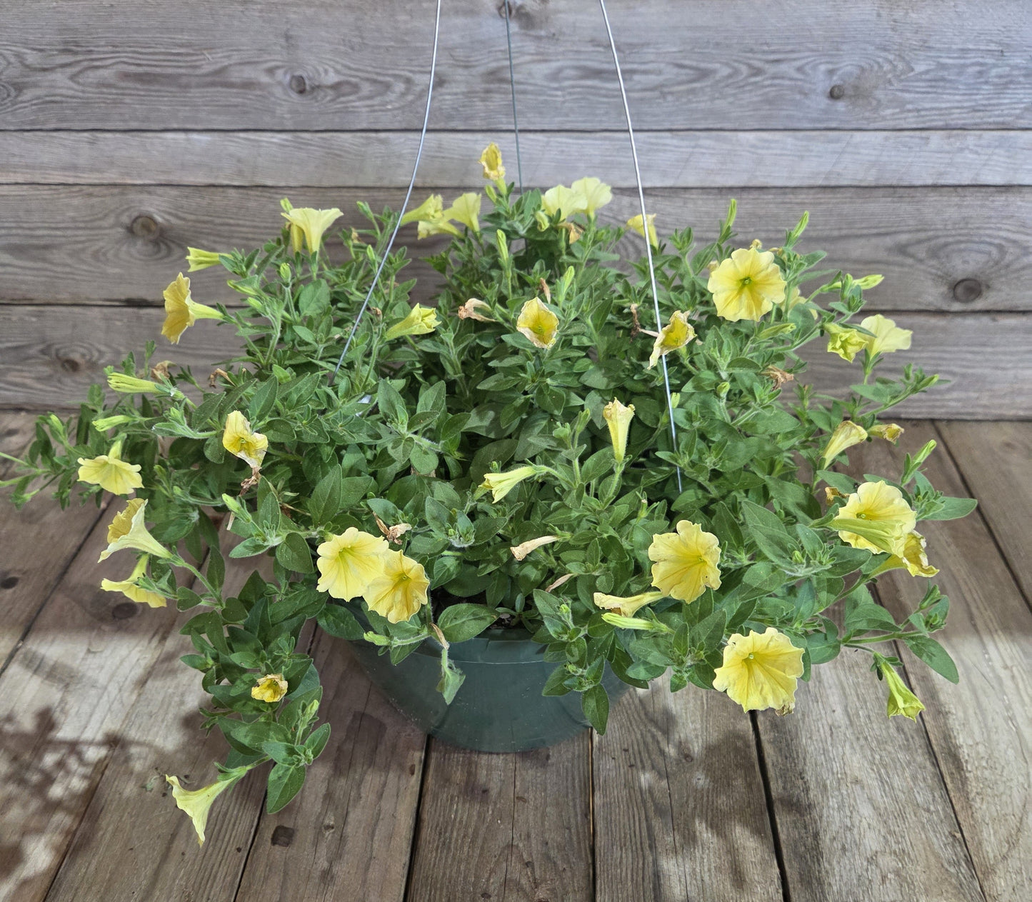 Supertunia Mini Vista® Yellow Petunia