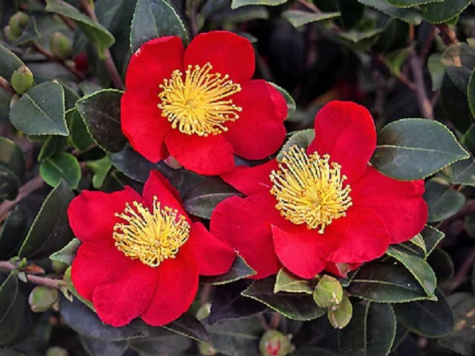 Yuletide Camellia Sasanqua | Red Camellia sasanqua