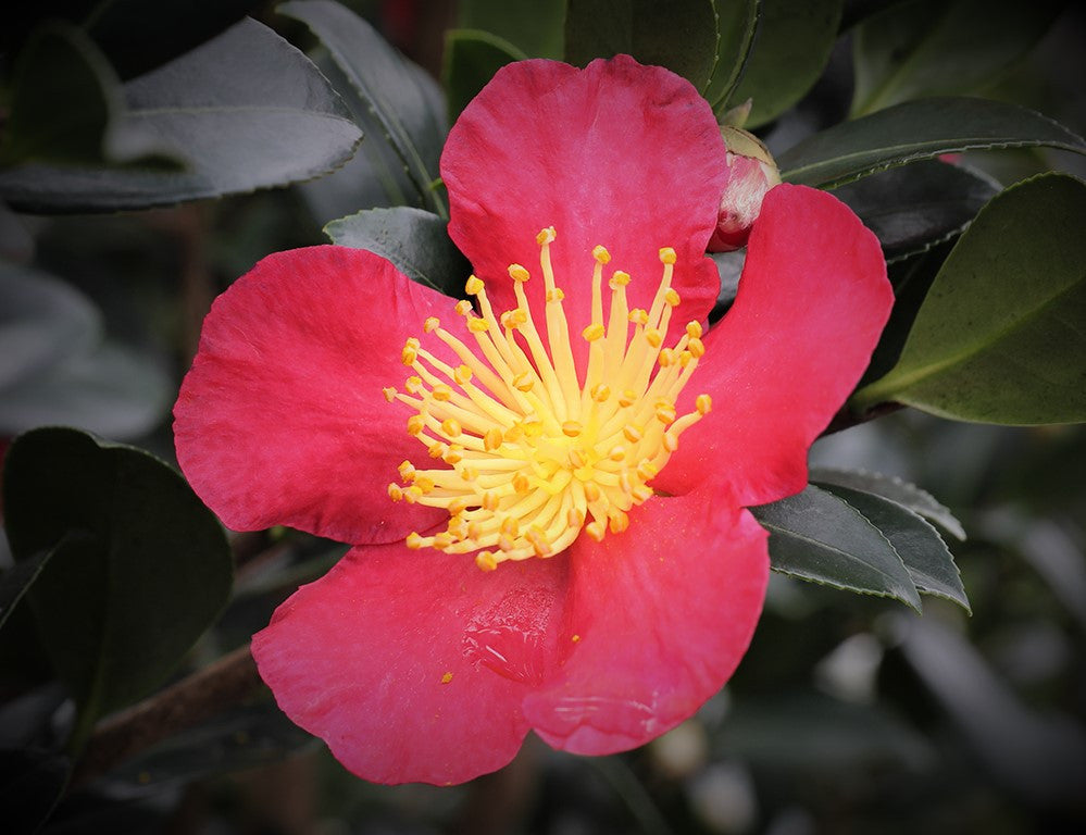 Yuletide Camellia Sasanqua | Red Camellia sasanqua
