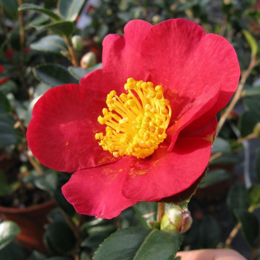 Yuletide Camellia Sasanqua | Red Camellia sasanqua