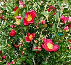Yuletide Camellia Sasanqua | Red Camellia sasanqua