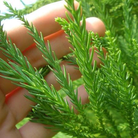 CRYPTOMERIA 'Radican' - GREAT SCREEN! - 4 plants with each order!