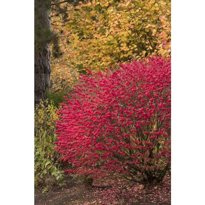 Burning Bush | Easy To Grow - BRILLIANT FALL COLOR | Free Shipping | 4 Plants with each order