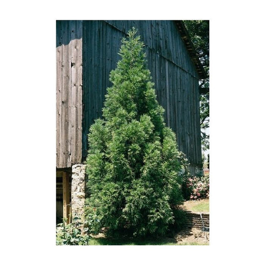 CRYPTOMERIA 'Radican' - GREAT SCREEN! - 4 plants with each order!