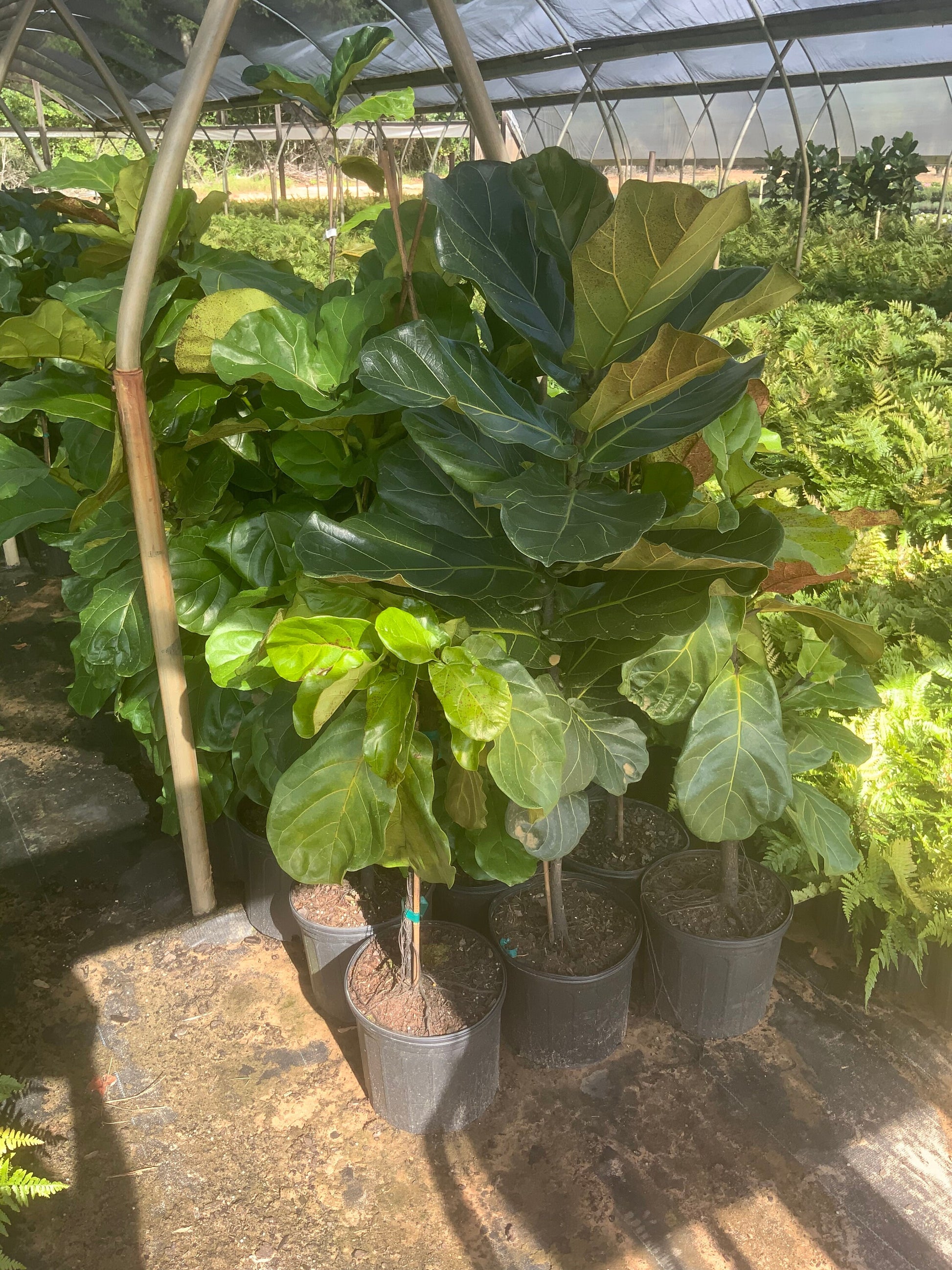 fiddle leaf fig in garden Fiddle Leaf Fig – Ardent Gardeners