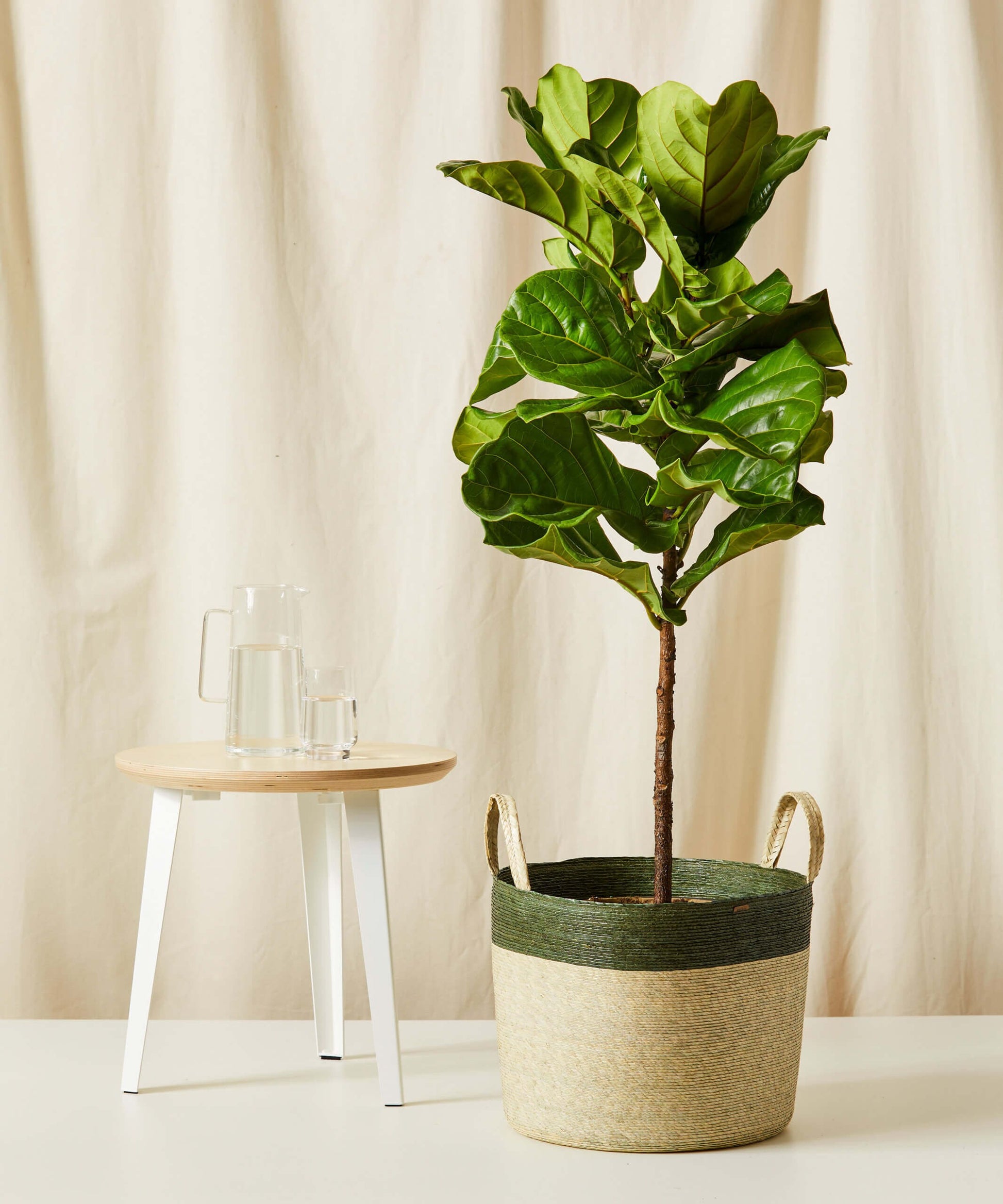 4 foot fiddle leaf fig tree Fiddle Leaf Fig – Ardent Gardeners