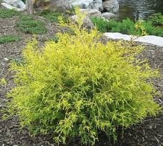 GOLD MOP CYPRESS - 5 Plants Per Order - Free Shipping