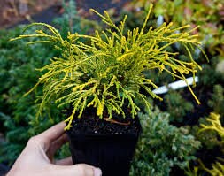 GOLD MOP CYPRESS - 5 Plants Per Order - Free Shipping
