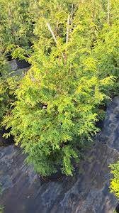 SOUTHERN LACE CYPRESS - 4 Plants Per Order! - Free Shipping!