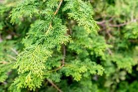 SOUTHERN LACE CYPRESS - 4 Plants Per Order! - Free Shipping!