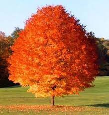 OCTOBER GLORY MAPLE | Fall Foliage Extra! | 4 to 5 Feet Tall