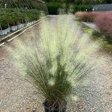 WHITE CLOUD Muhly Grass - Ornamental Grasses - 3 Gallon Sizes