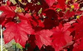 OCTOBER GLORY MAPLE | Fall Foliage Extra! | 4 to 5 Feet Tall