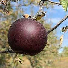 Arkansas Black Apple Tree - Grow Your Own Crisp and Flavorful Orchard Delight!