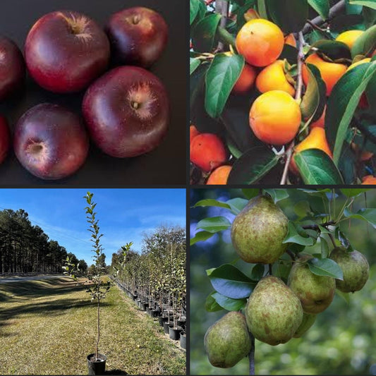 Fall Fruits Pack! -8 Trees per Order! - 3 Feet Tall Plus - NOT BAREROOT! - 28 Dollars or LESS per Tree - Apples, Pears, and Persimmon!
